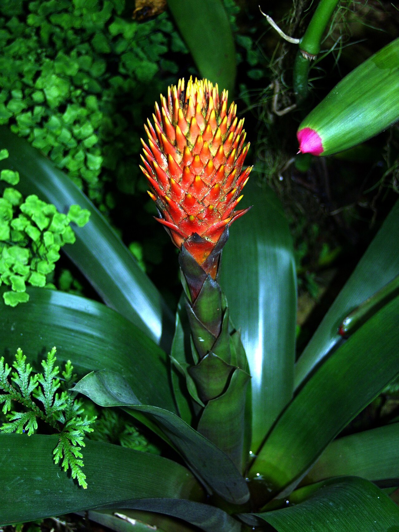 Starostlivosť o Guzmania conifera v interiéri