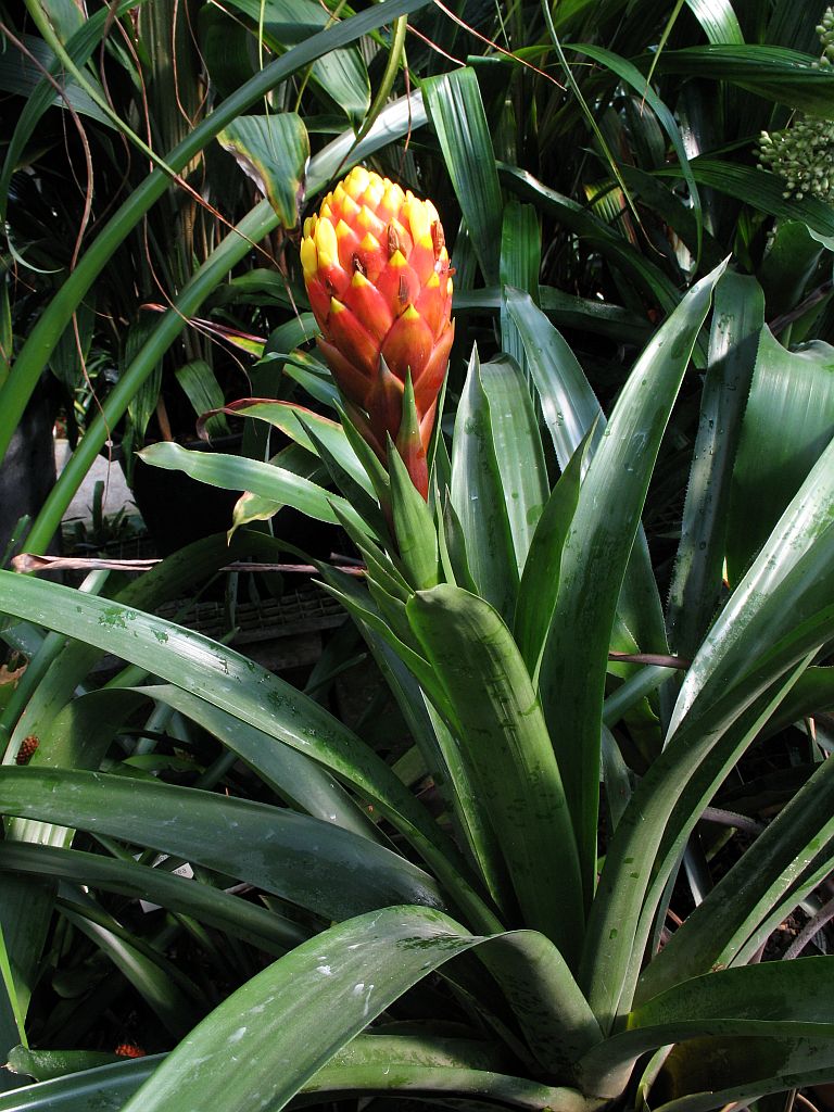 Guzmania conifera v dekoratívnom kvetináči