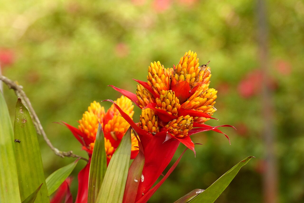 Detail listovej ružice Guzmania conifera