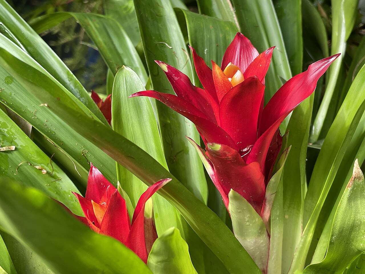 detail listov rastliny Guzmania lingulata