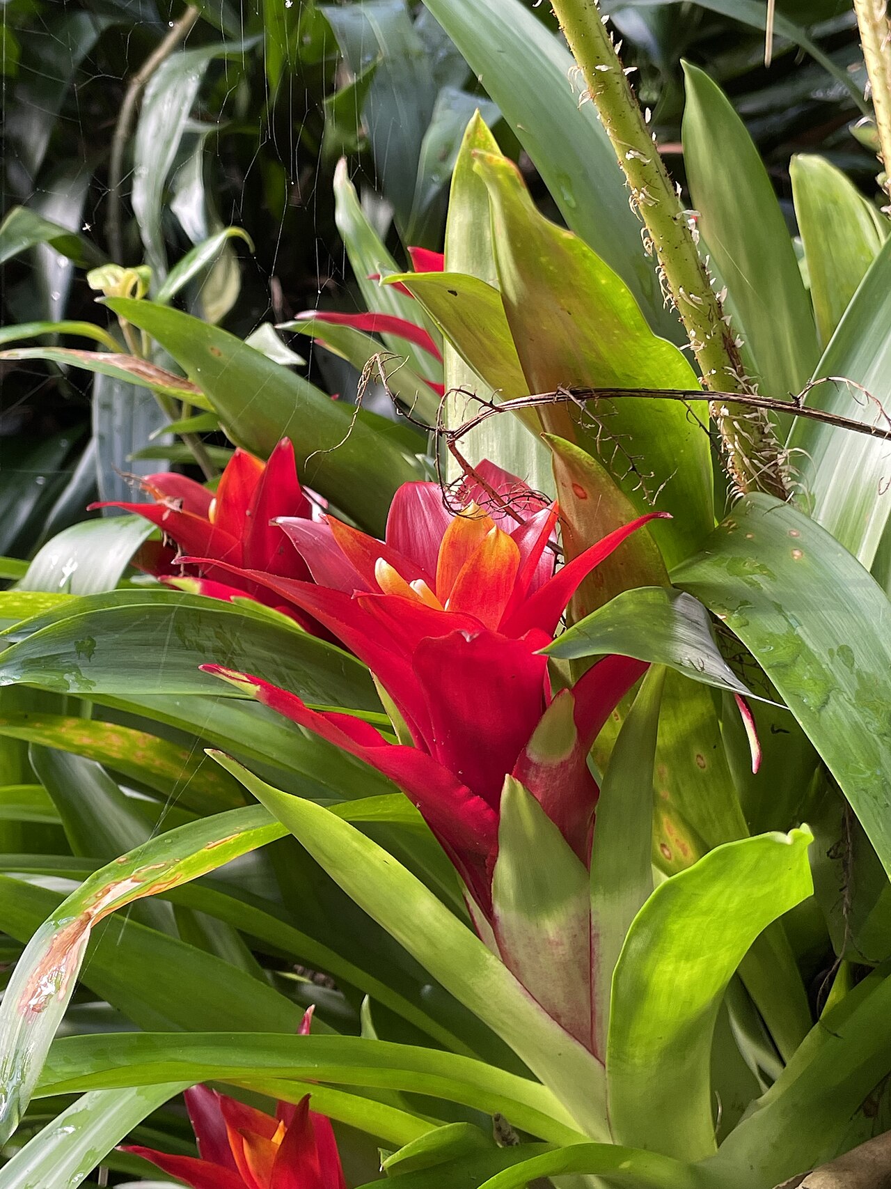 Detail listovej ružice rastliny Guzmania minor