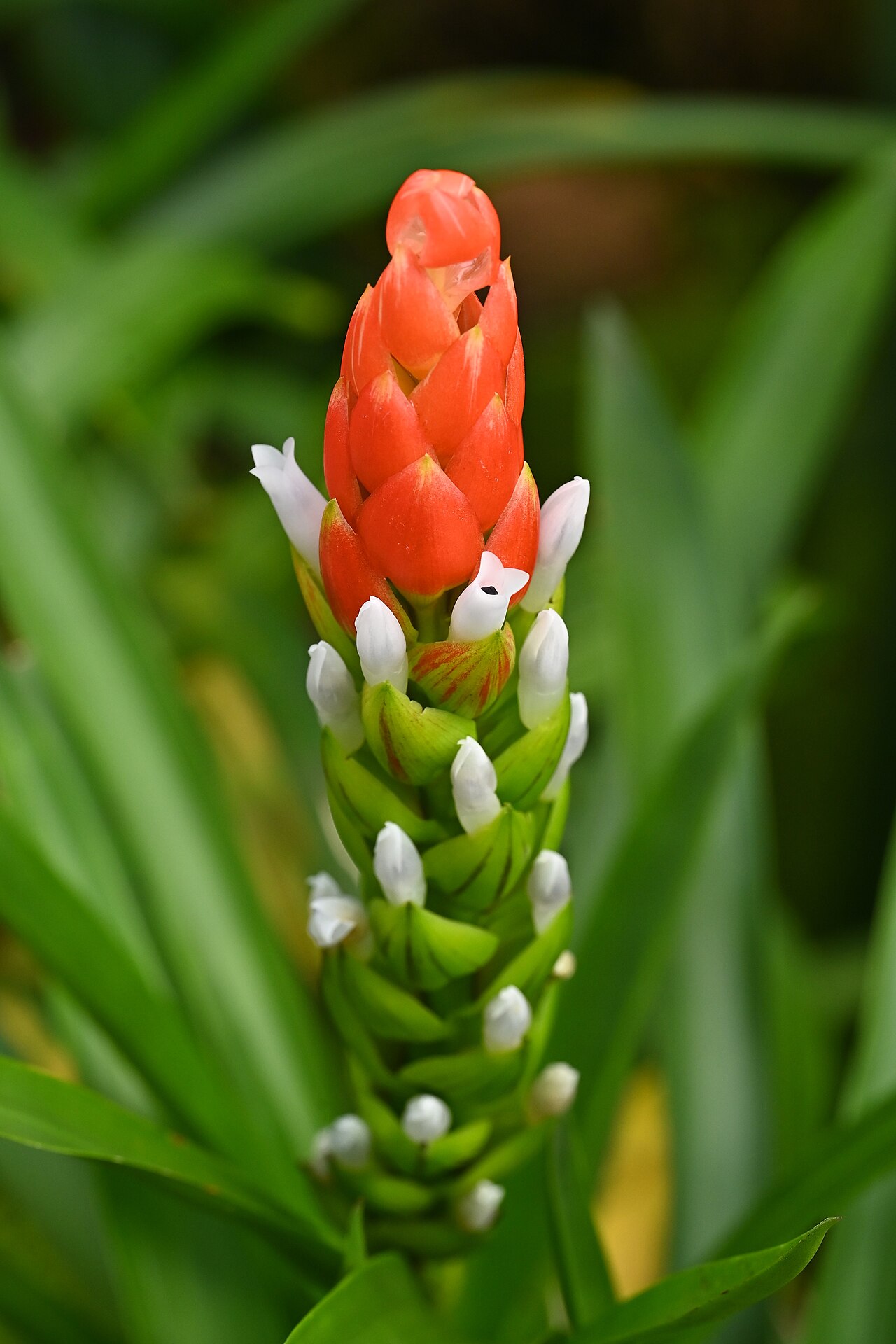 Guzmania monostachya s typickou listovou ružicou
