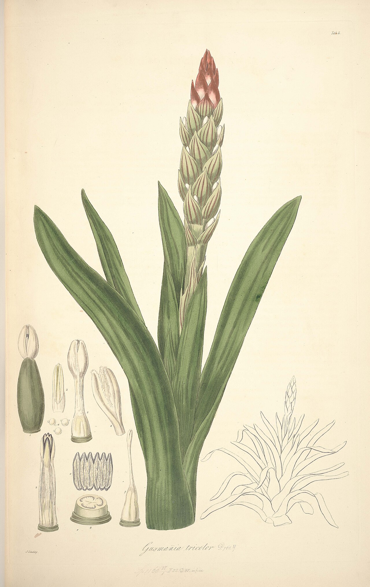 detail rastliny Guzmania monostachya