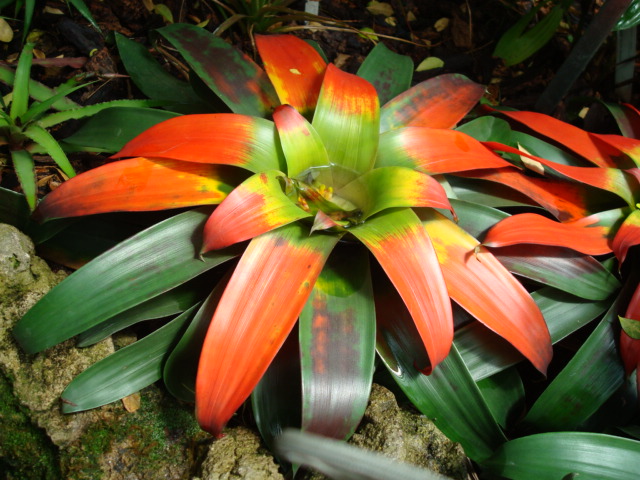 Guzmania sanguinea pestovanie v interiéri na svetlom mieste