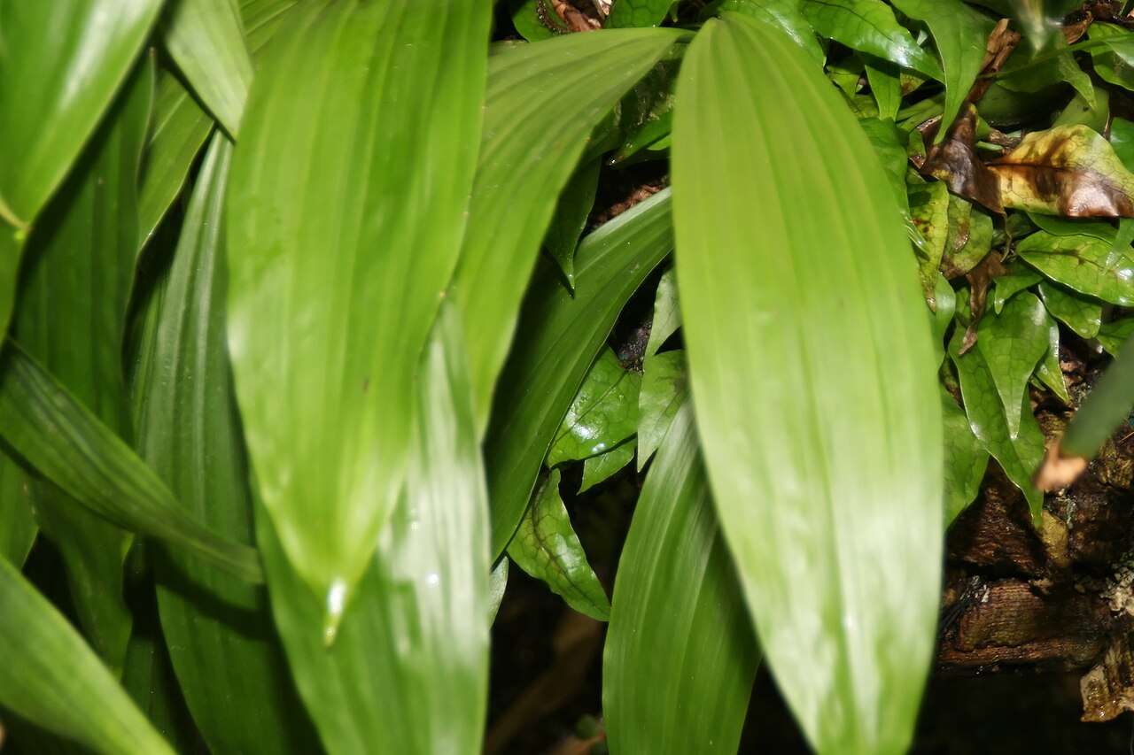 Detail listovej ružice rastliny Guzmania sanguinea