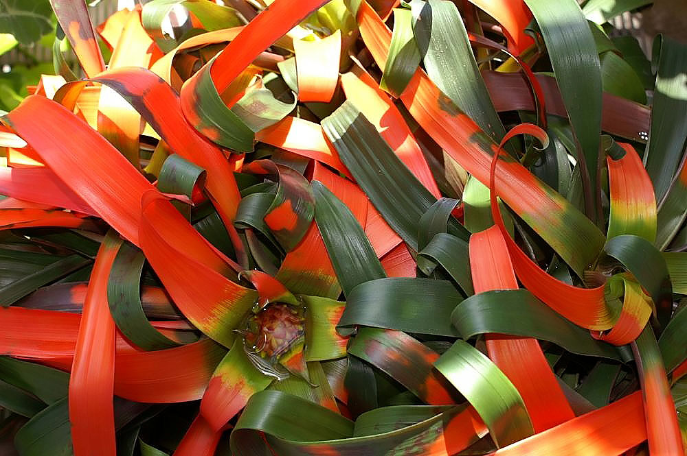 Guzmania sanguinea s červenajúcimi koncami listov