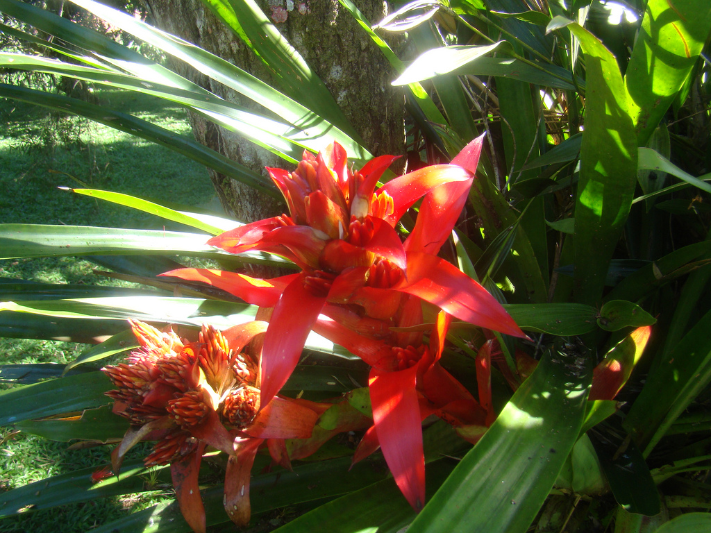 Starostlivosť o Guzmania wittmackii v interiéri