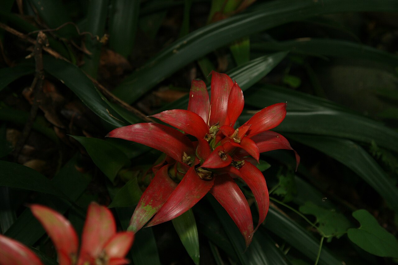 Guzmania wittmackii s typickou listovou ružicou