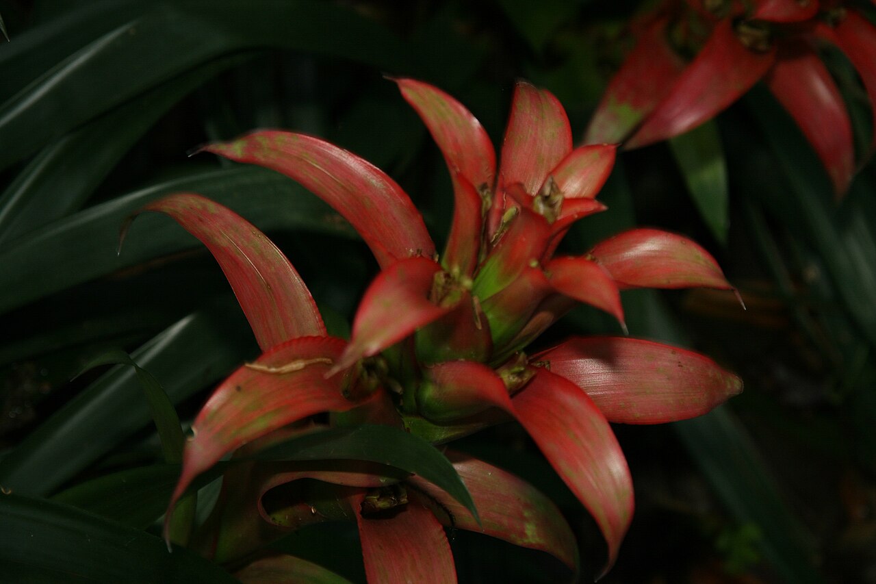 Detail rastliny Guzmania wittmackii v črepníku