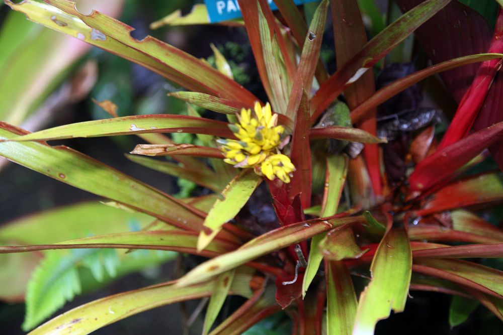 Guzmania zahnii s výraznou listovou ružicou