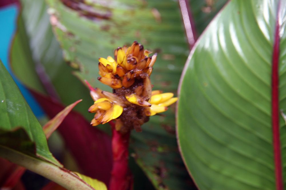 Detail listov rastliny Guzmania zahnii