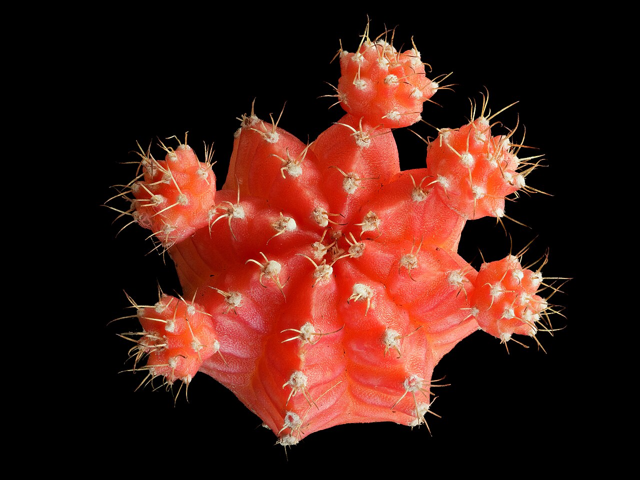 Starostlivosť o Gymnocalycium mihanovichii na svetlom parapete