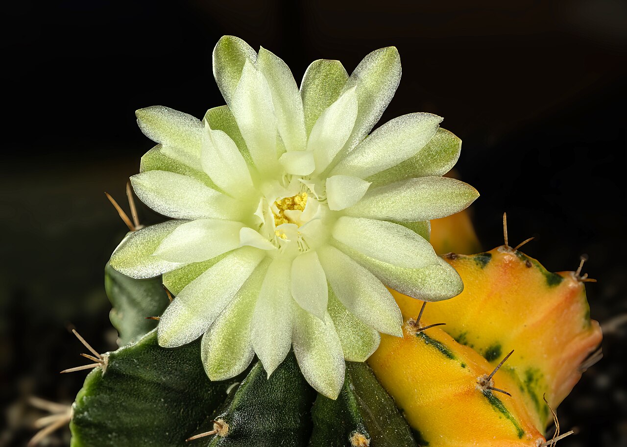Detail malého kaktusu Gymnocalycium mihanovichii