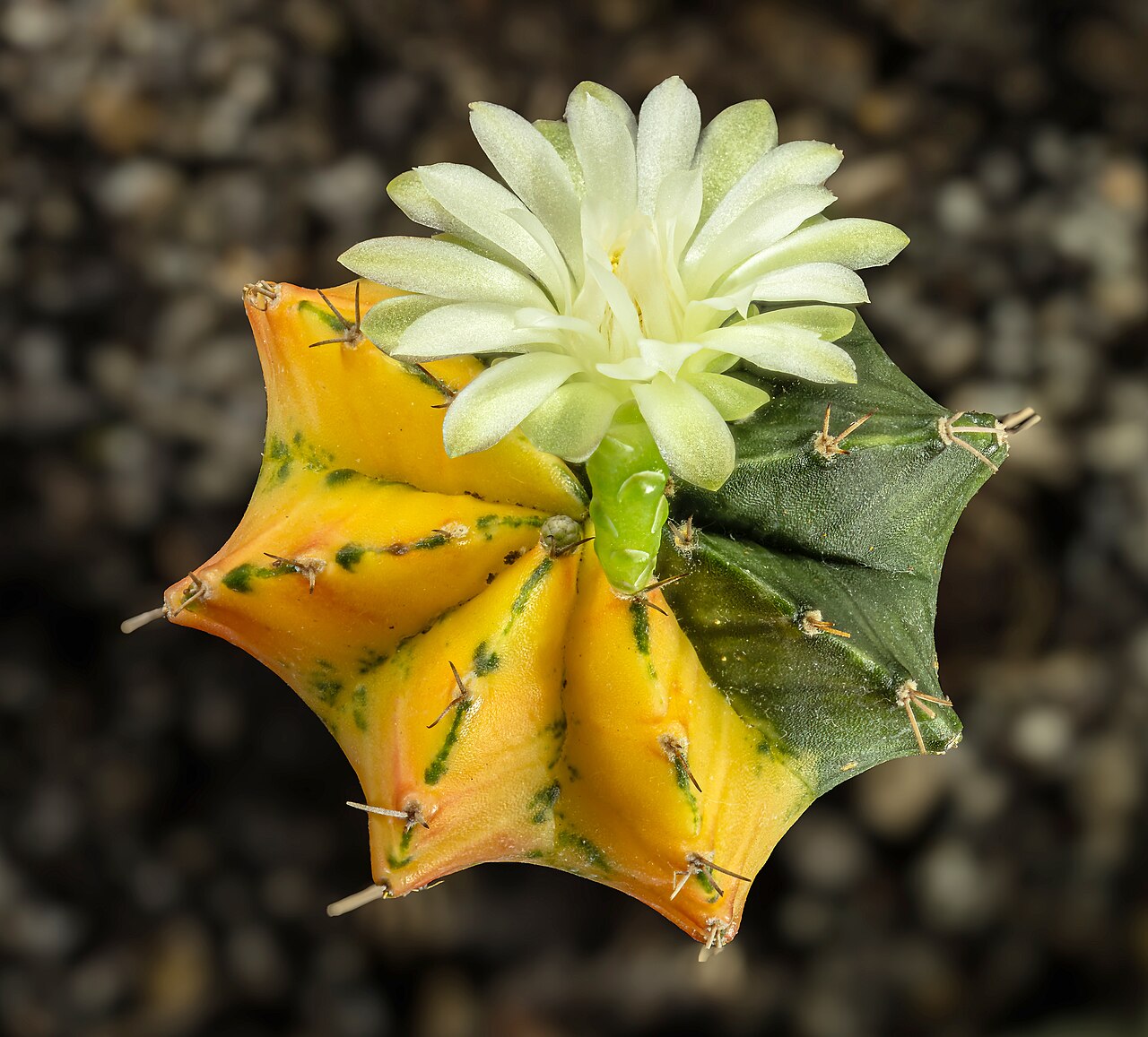 Farebná forma Gymnocalycium mihanovichii v kvetináči