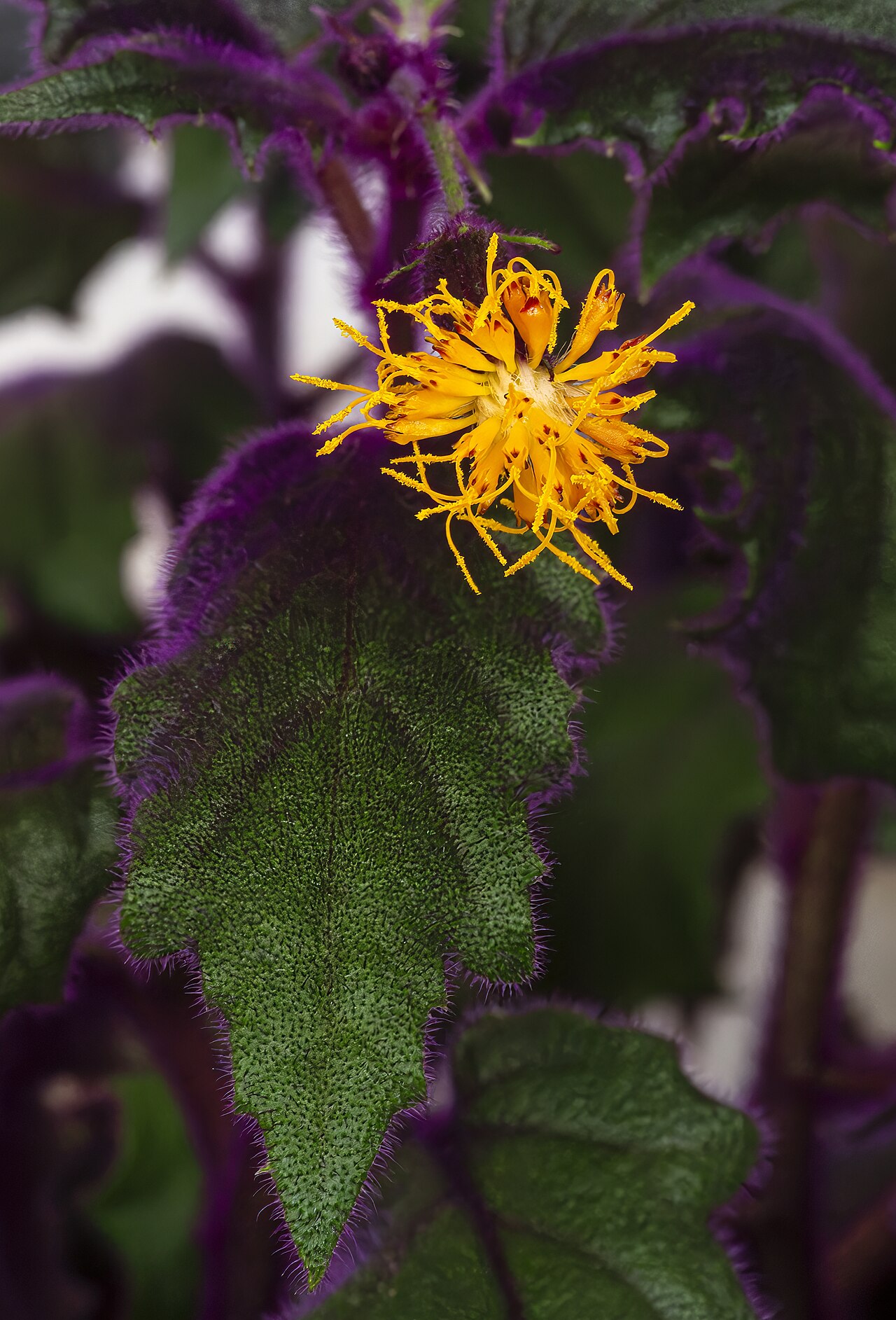 Starostlivosť o Gynura aurantiaca a detail zamatových listov