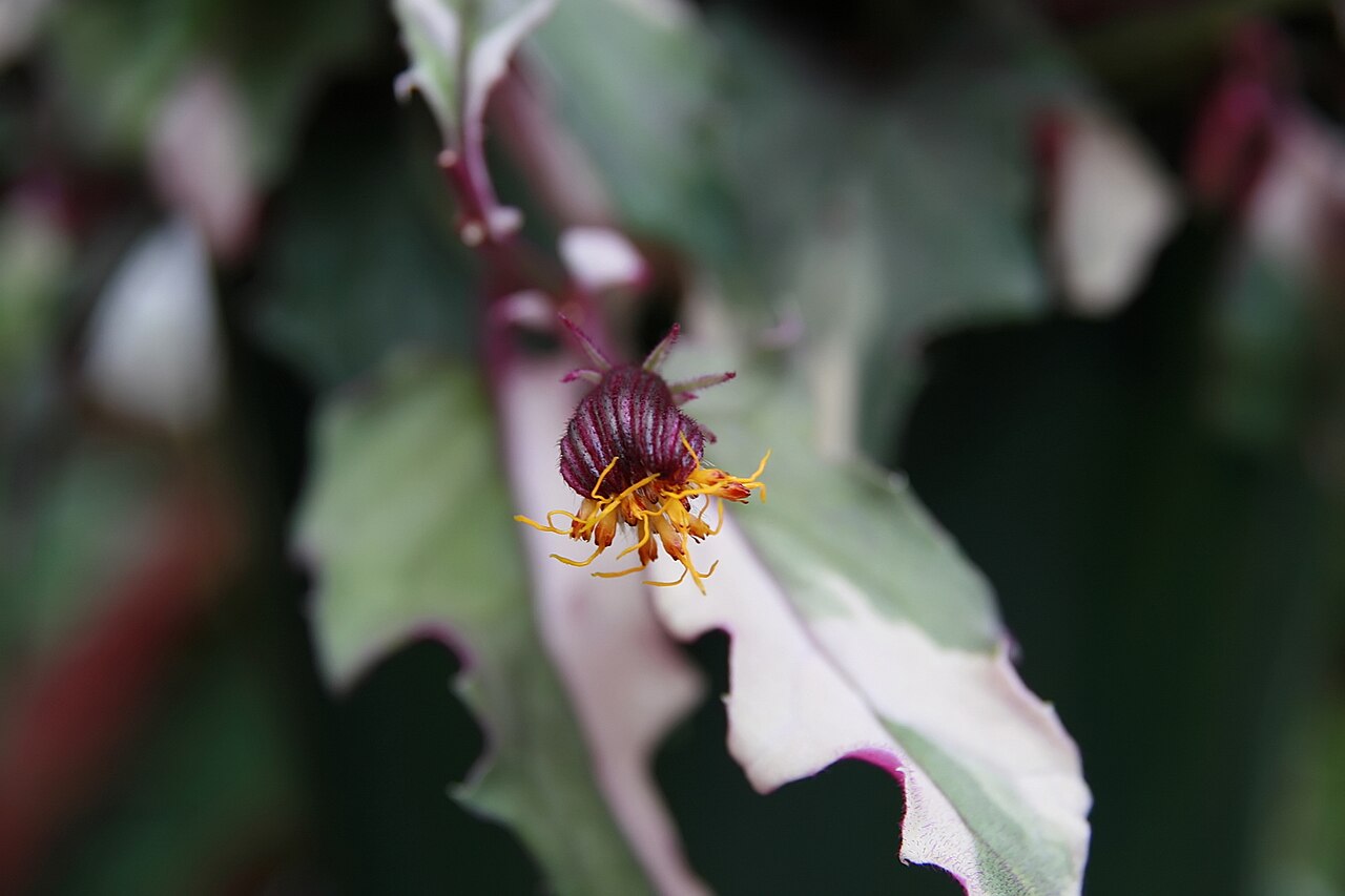 Gynura aurantiaca v črepníku na svetlom stanovišti