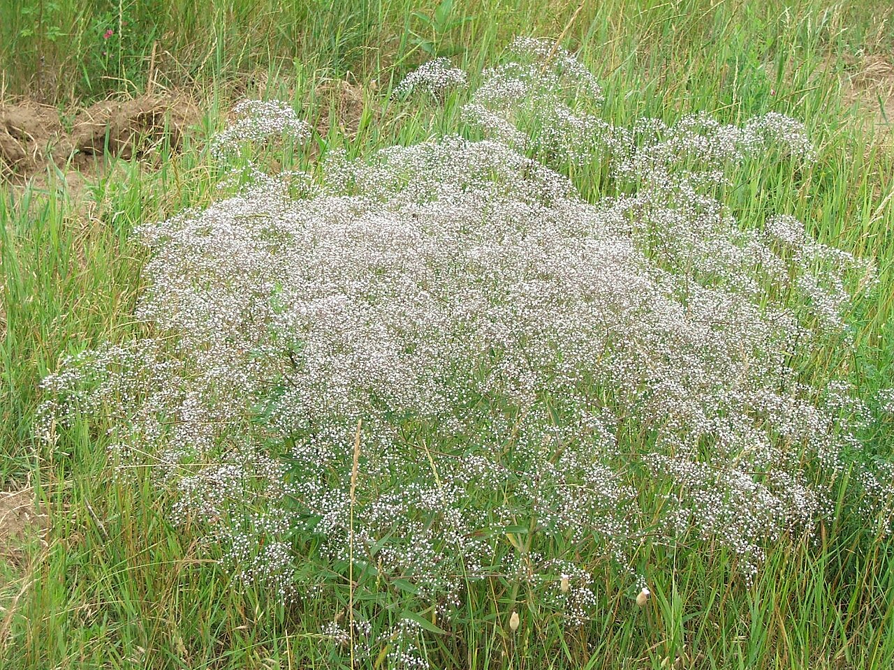 Gypsophila paniculata pestovanie na slnečnom stanovišti