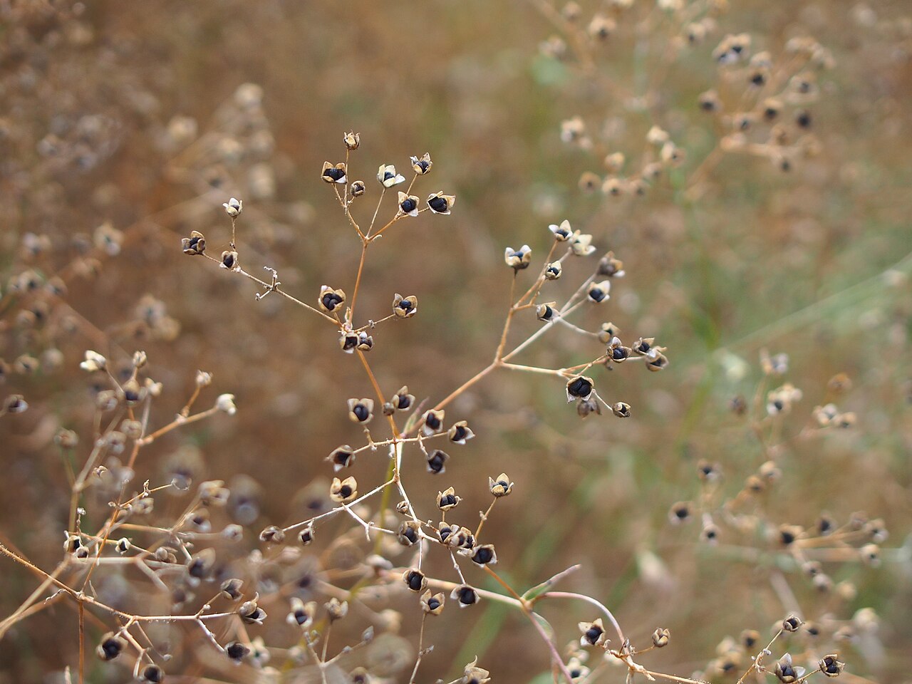 Detail jemných kvetov rastliny Gypsophila paniculata