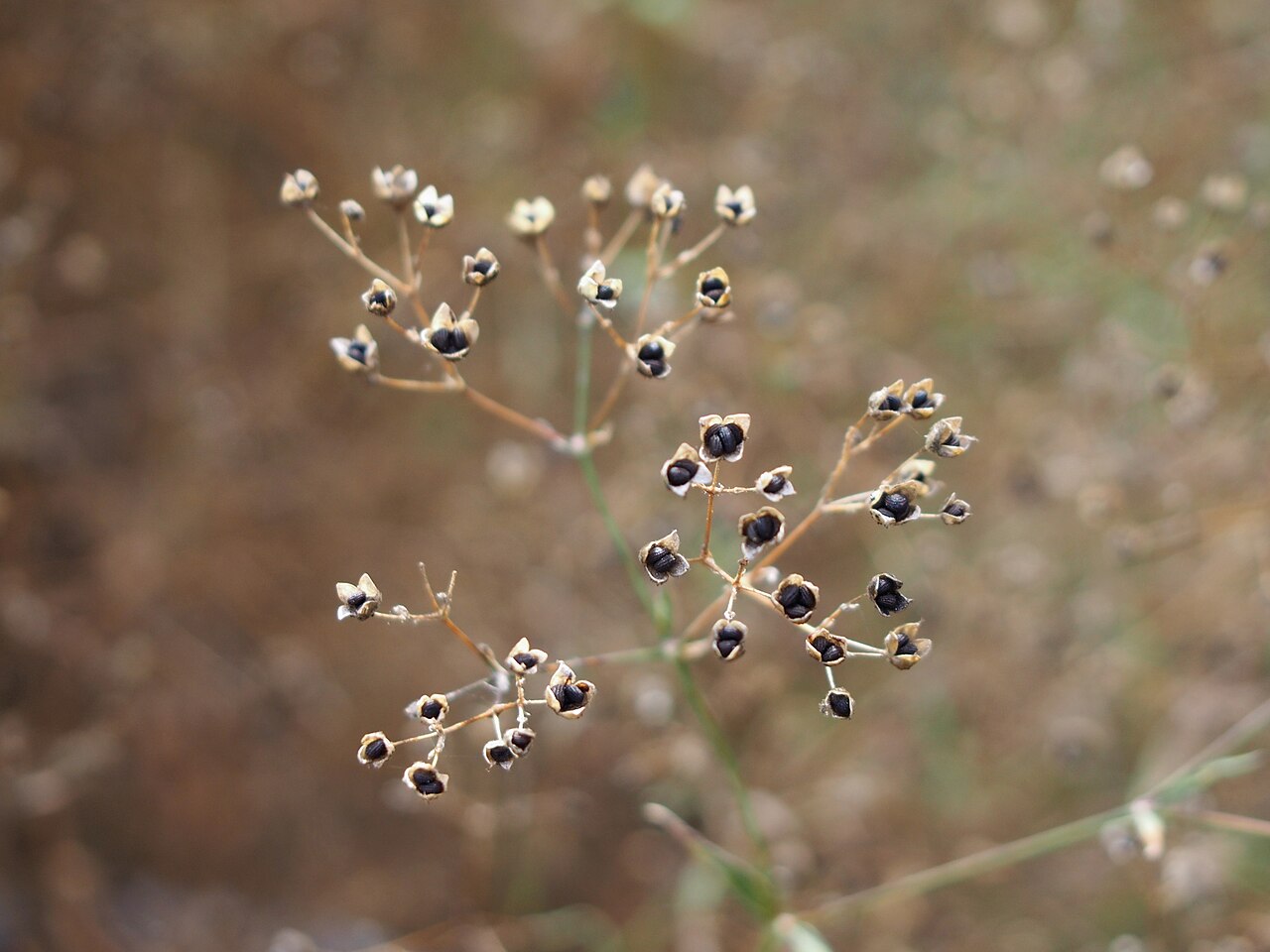 Gypsophila paniculata ako vzdušná trvalka v záhone