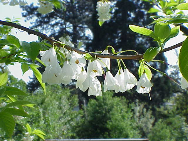 Halesia carolina pestovanie v záhrade počas jarného kvitnutia