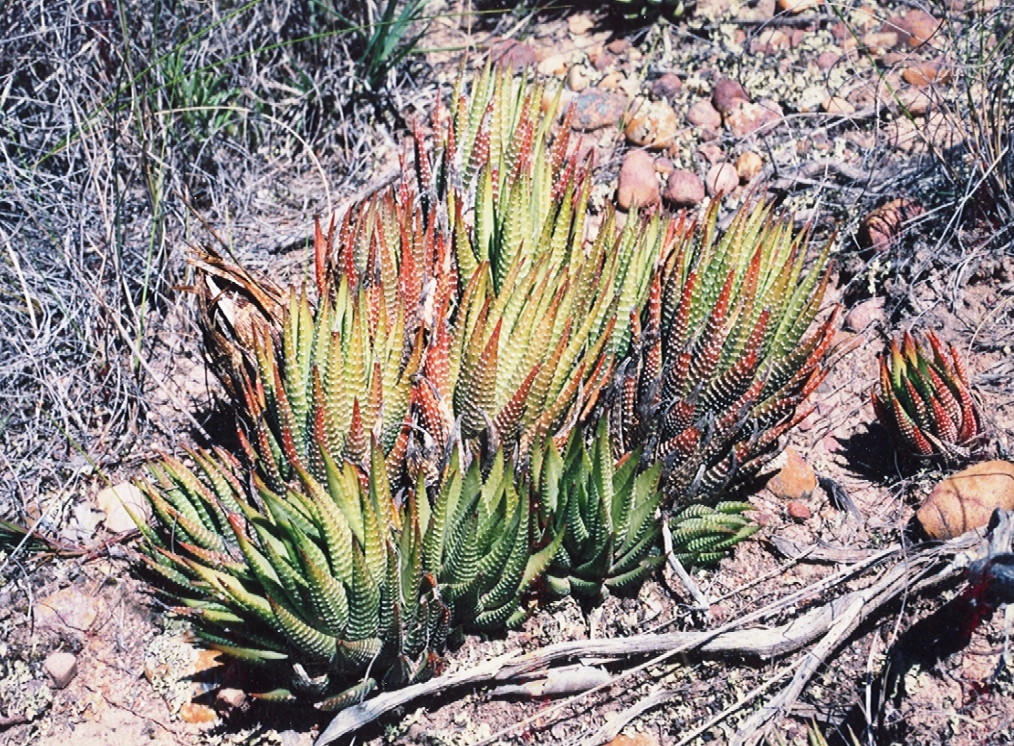 Starostlivosť o Haworthia fasciata a detail pruhovaných listov