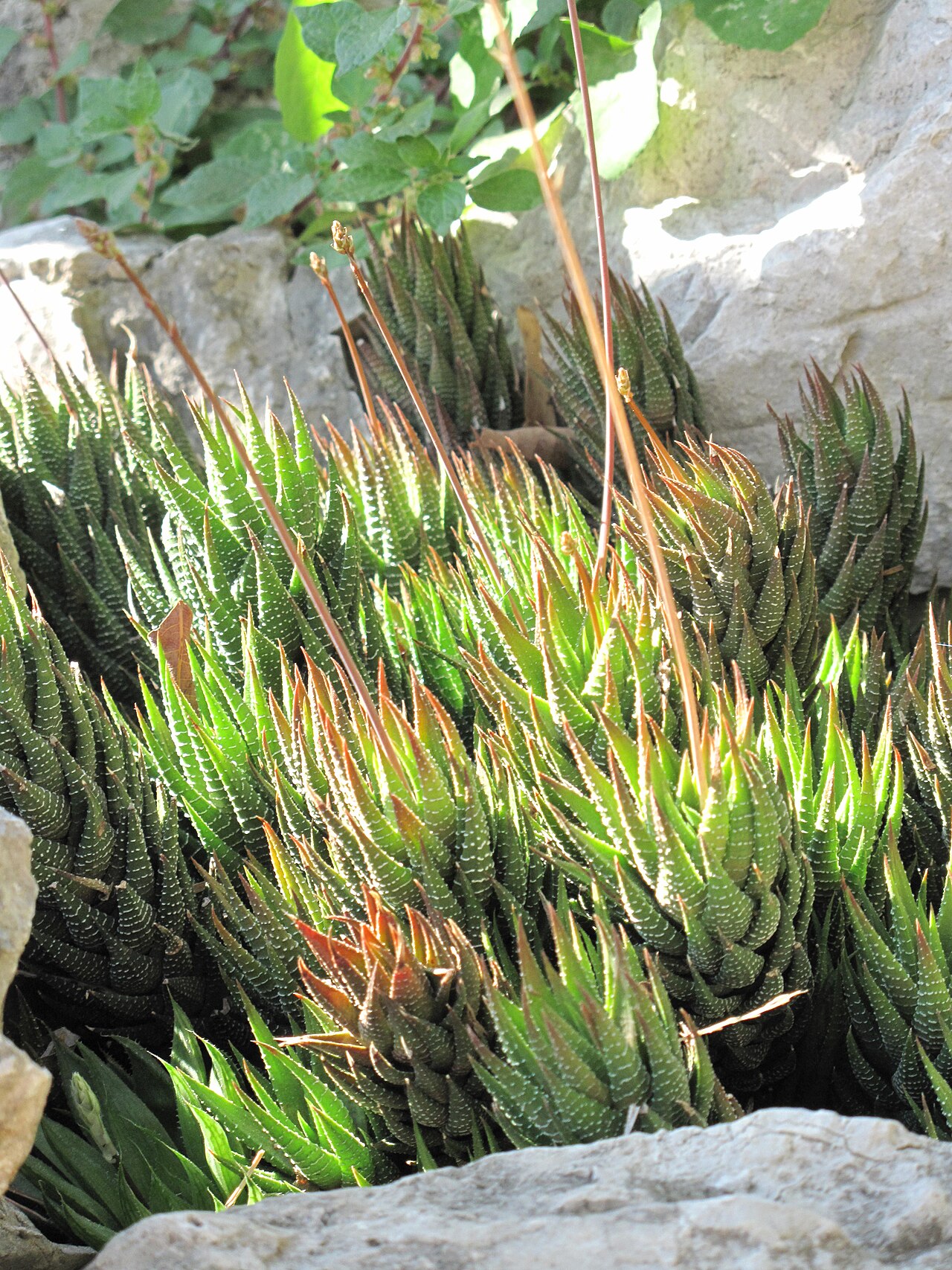 Haworthia fasciata v kvetináči na svetlom mieste