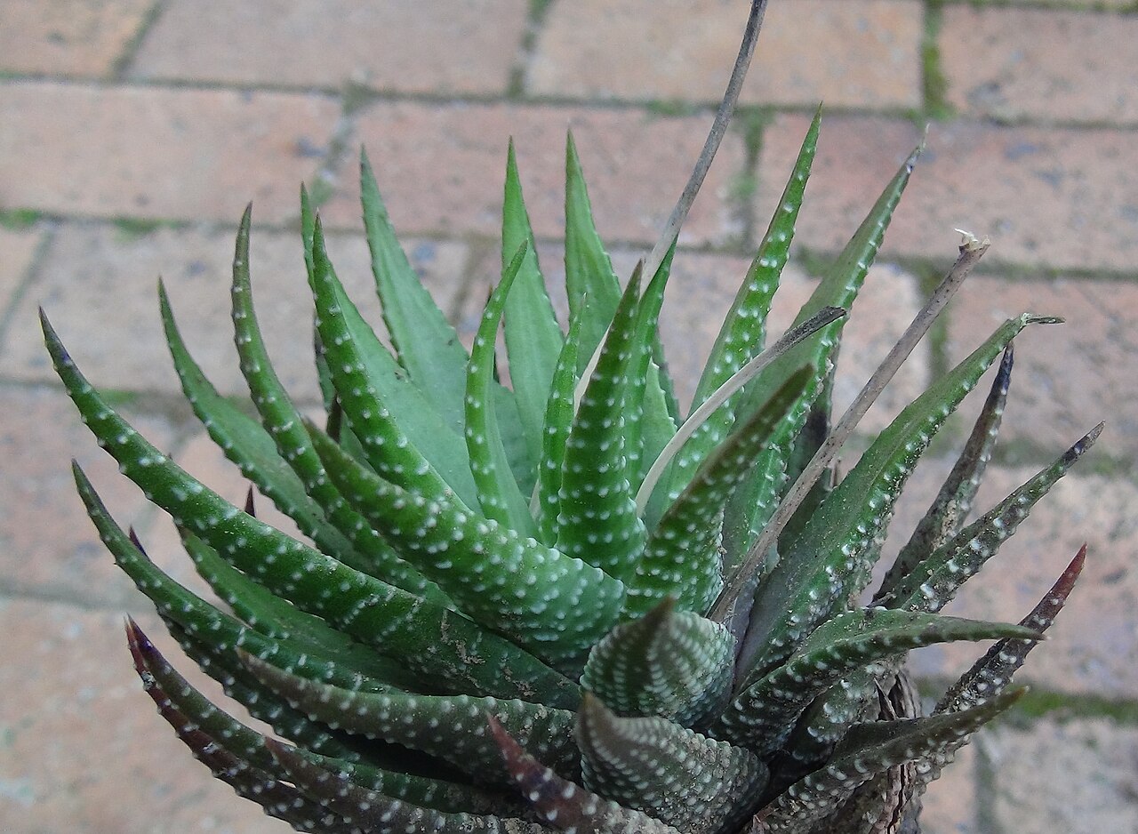 Detail listov rastliny Haworthia fasciata