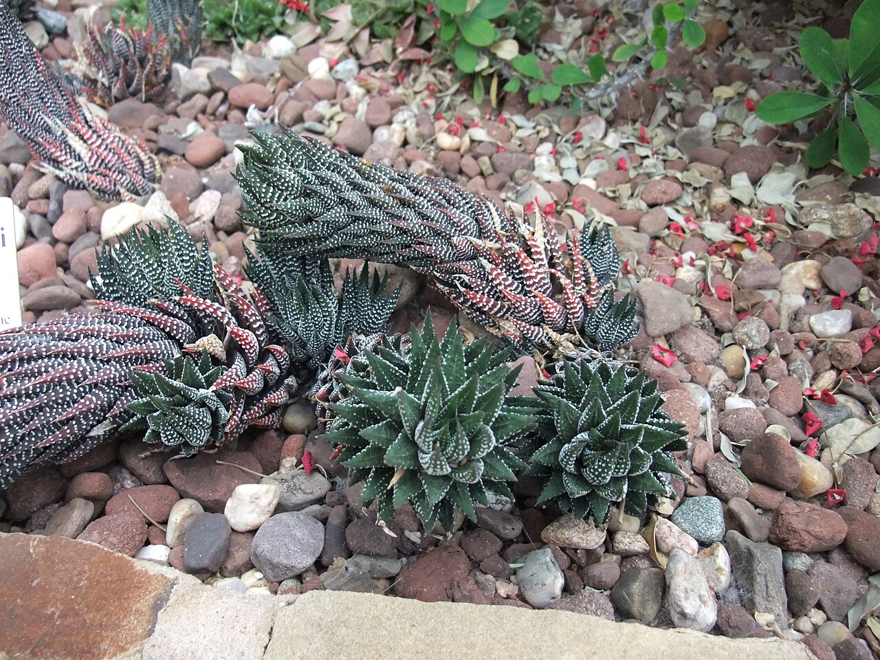 Starostlivosť o Haworthia reinwardtii v domácom pestovaní