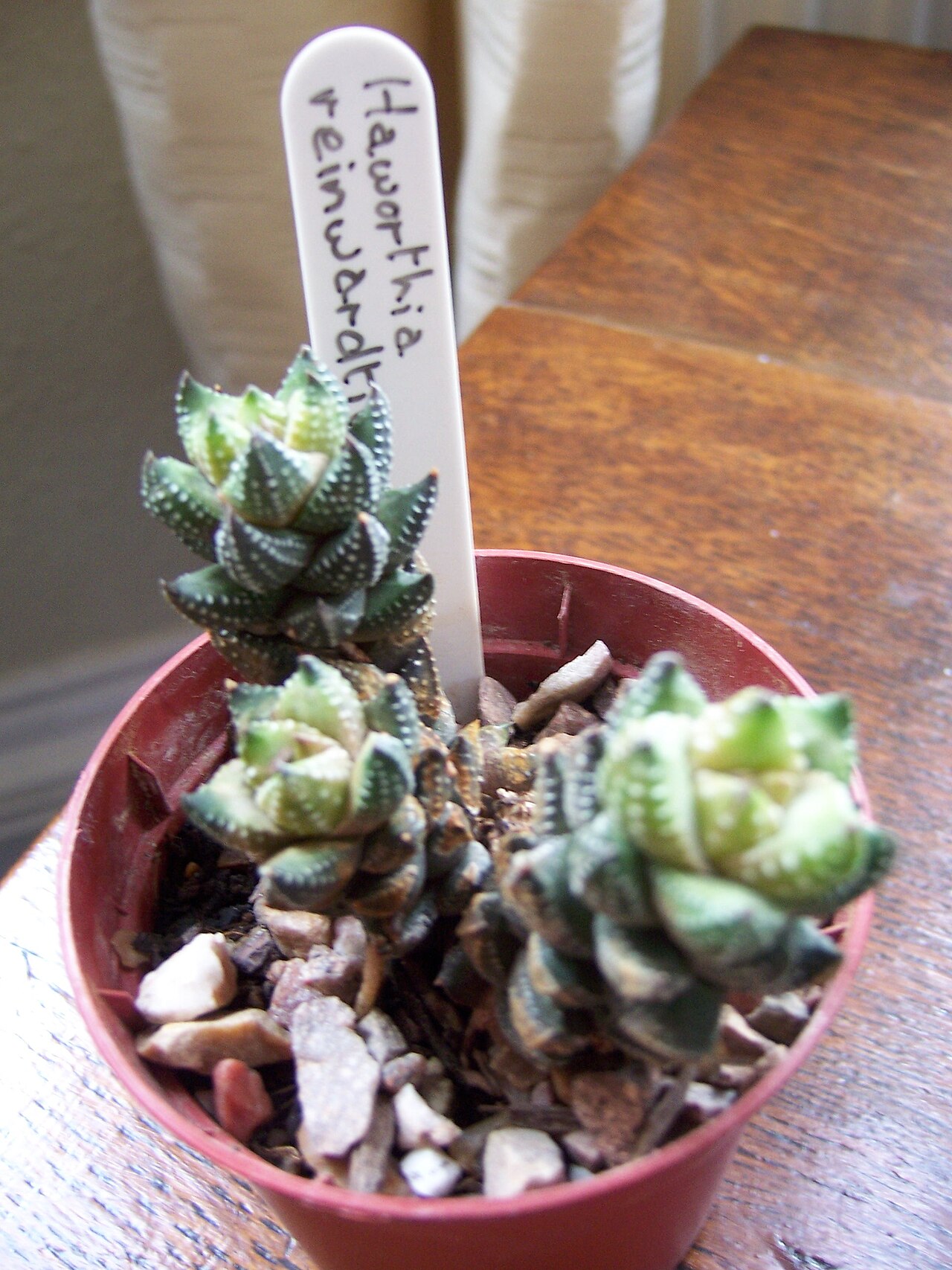Detail listov rastliny Haworthia reinwardtii