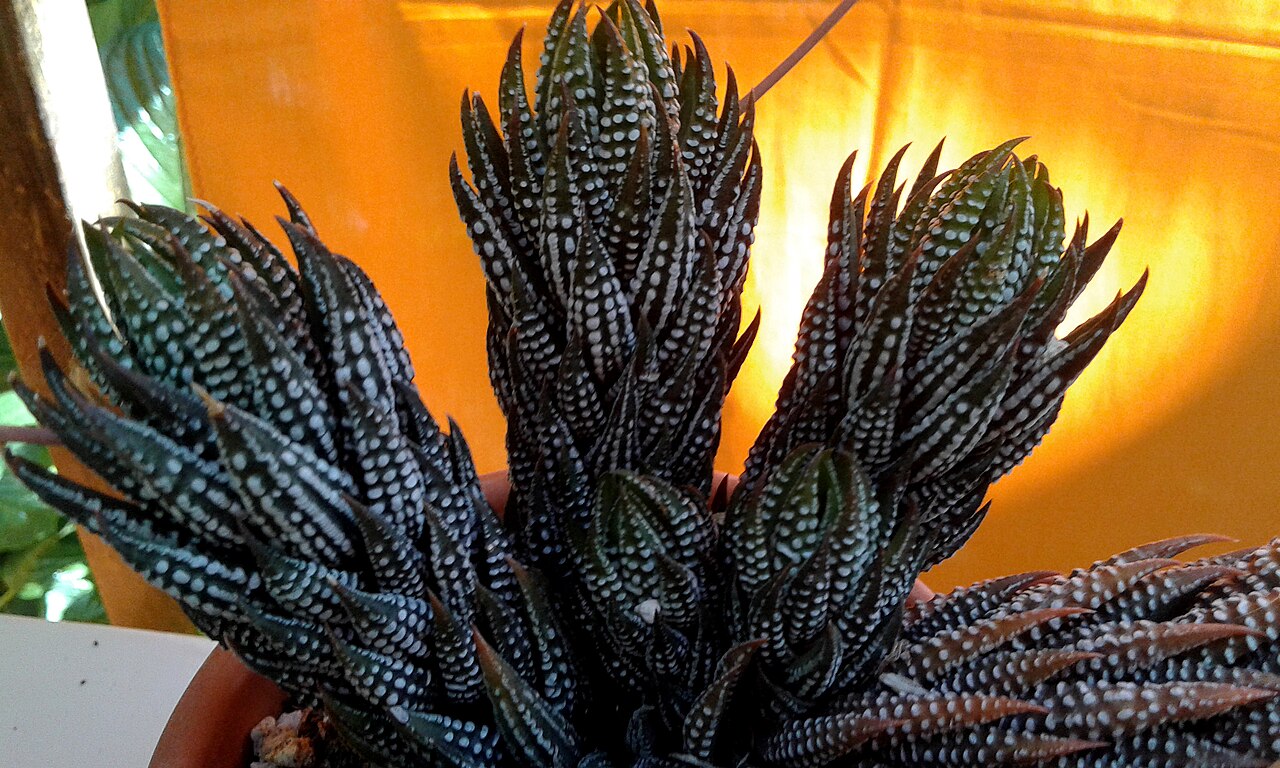 Haworthia reinwardtii v malom kvetináči na svetlom mieste