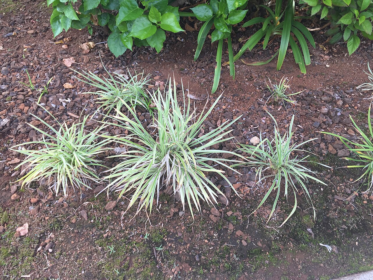 Detail listovej ružice rastliny Hechtia glomerata