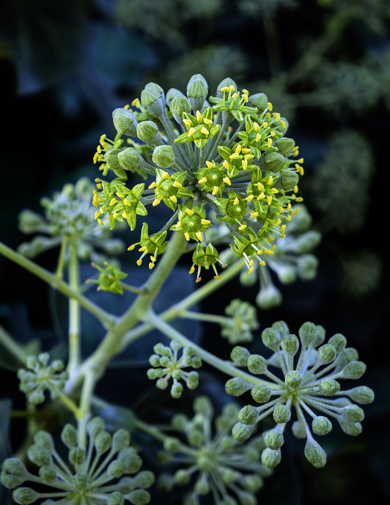 Hedera helix s tmavozelenými lesklými listami