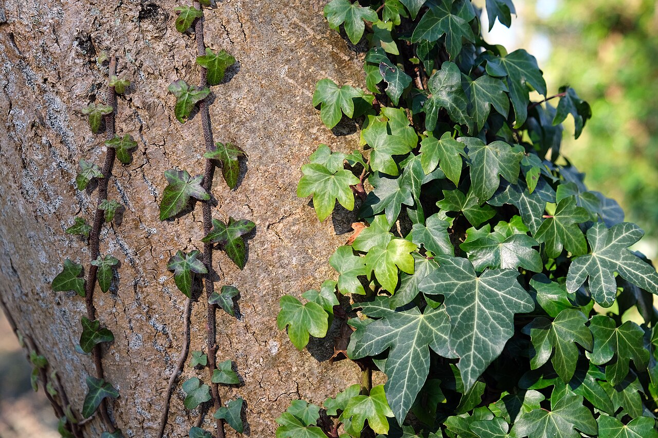 Popínavá rastlina Hedera helix v kvetináči