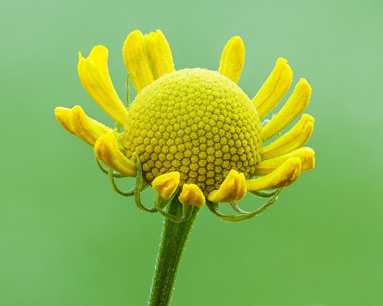 Starostlivosť o Helenium autumnale v záhradnom záhone