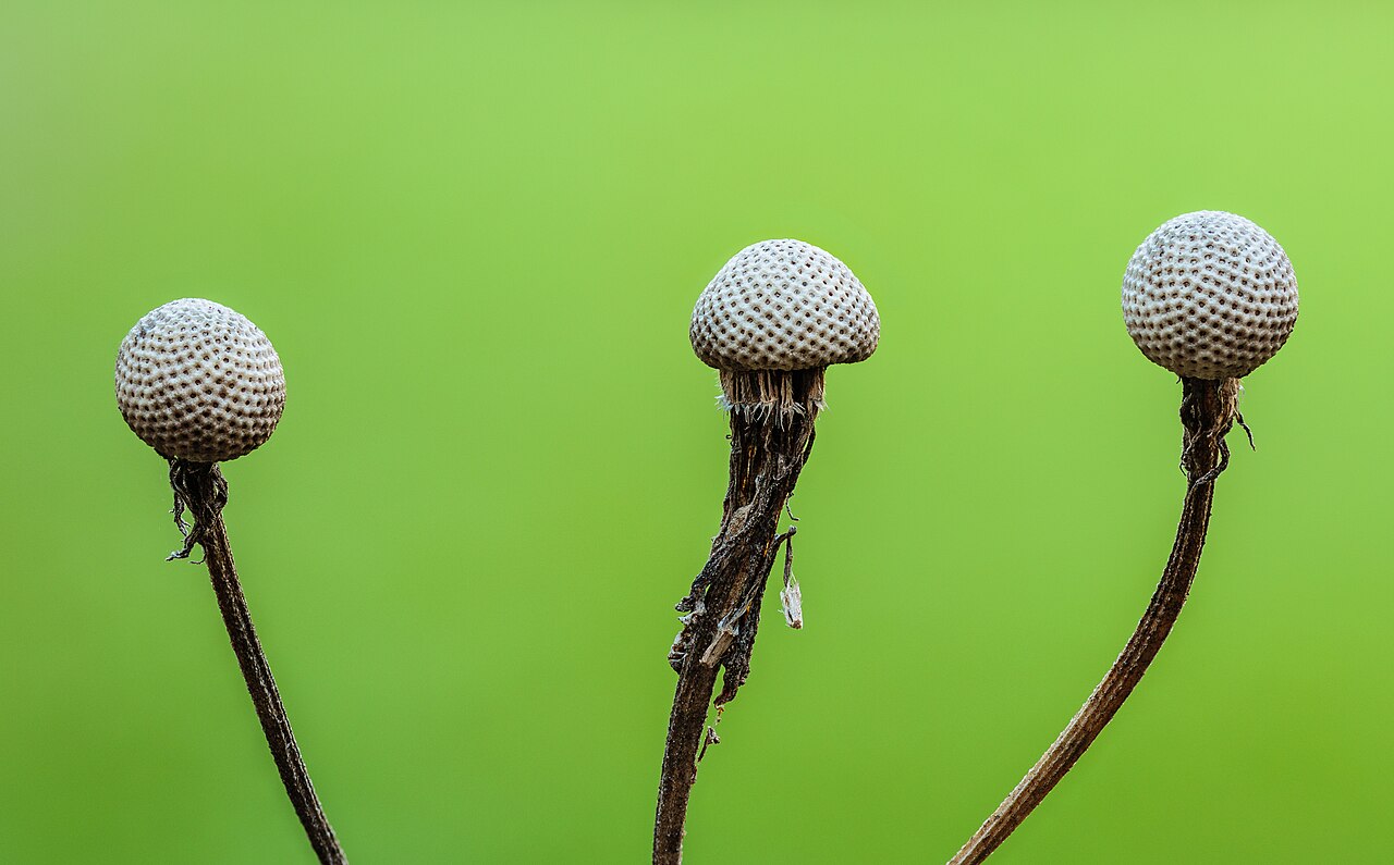 Kvety Helenium autumnale v žltých a oranžových odtieňoch