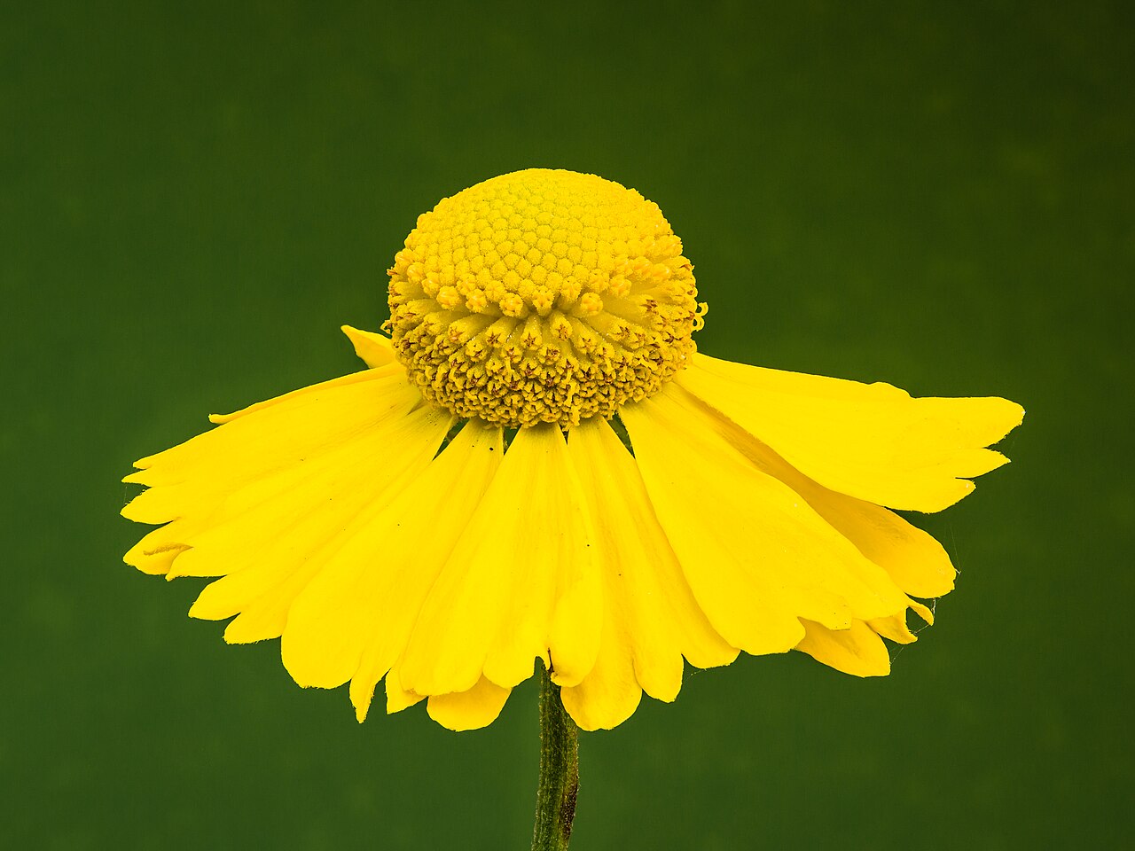 Detail kvetu Helenium autumnale s vypuklým stredom