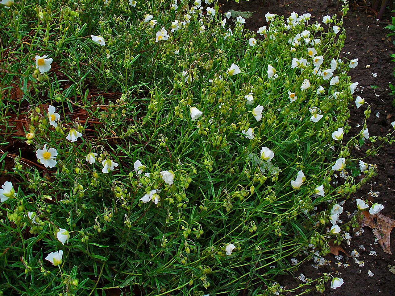 Helianthemum nummularium pestovanie na slnečnom stanovišti