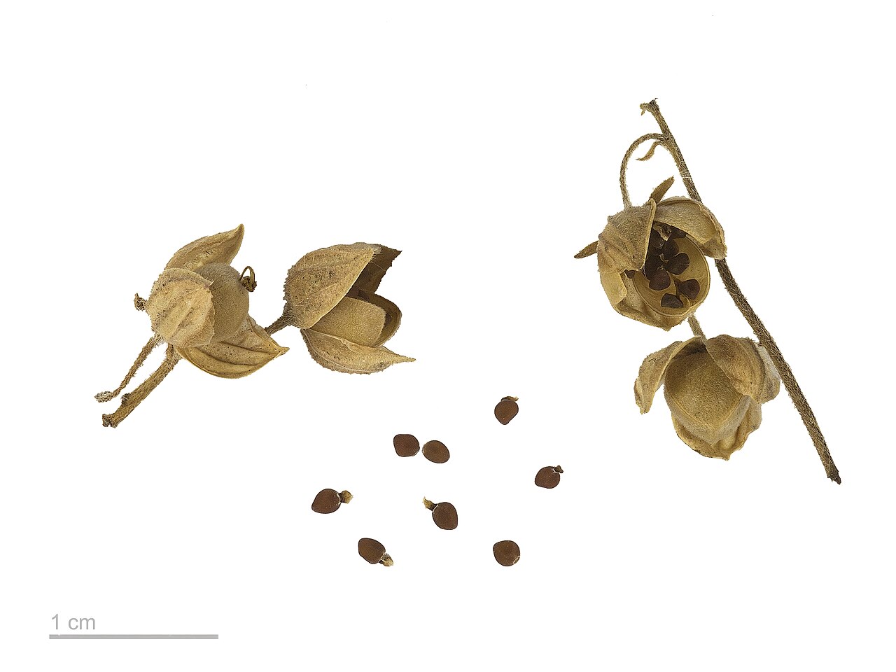 Kvitnúci Helianthemum nummularium v skalke