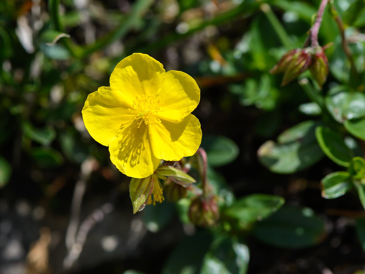 Detail žltých kvetov rastliny Helianthemum nummularium