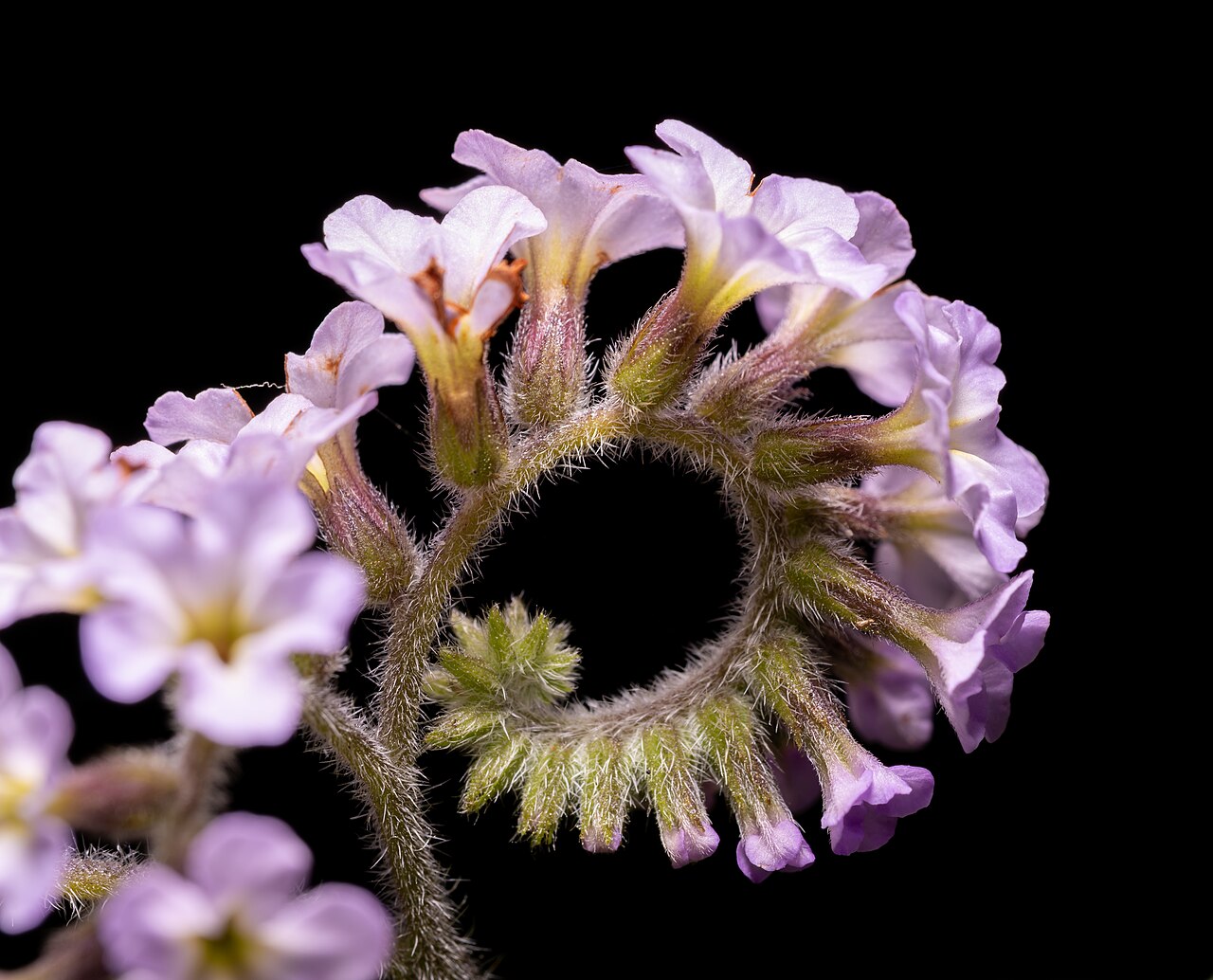 Starostlivosť o Heliotropium arborescens na svetlom stanovišti