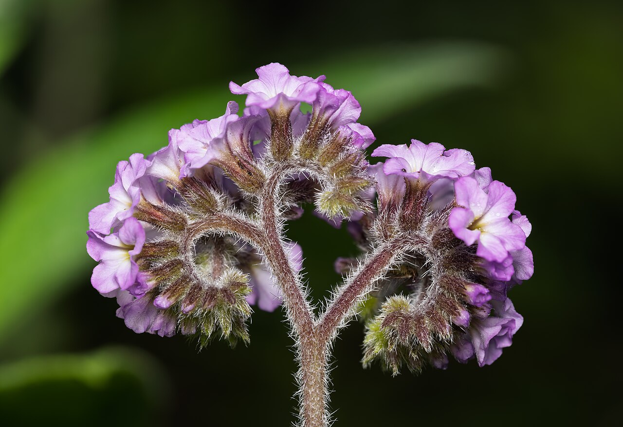 Heliotropium arborescens s fialovými kvetmi v kvetináči