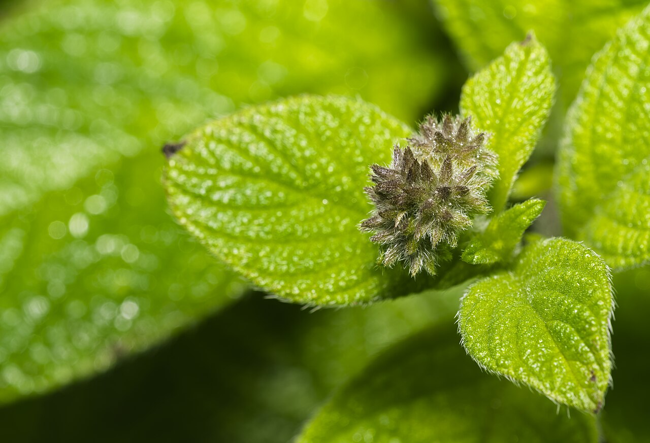Detail listov a súkvetia rastliny Heliotropium arborescens