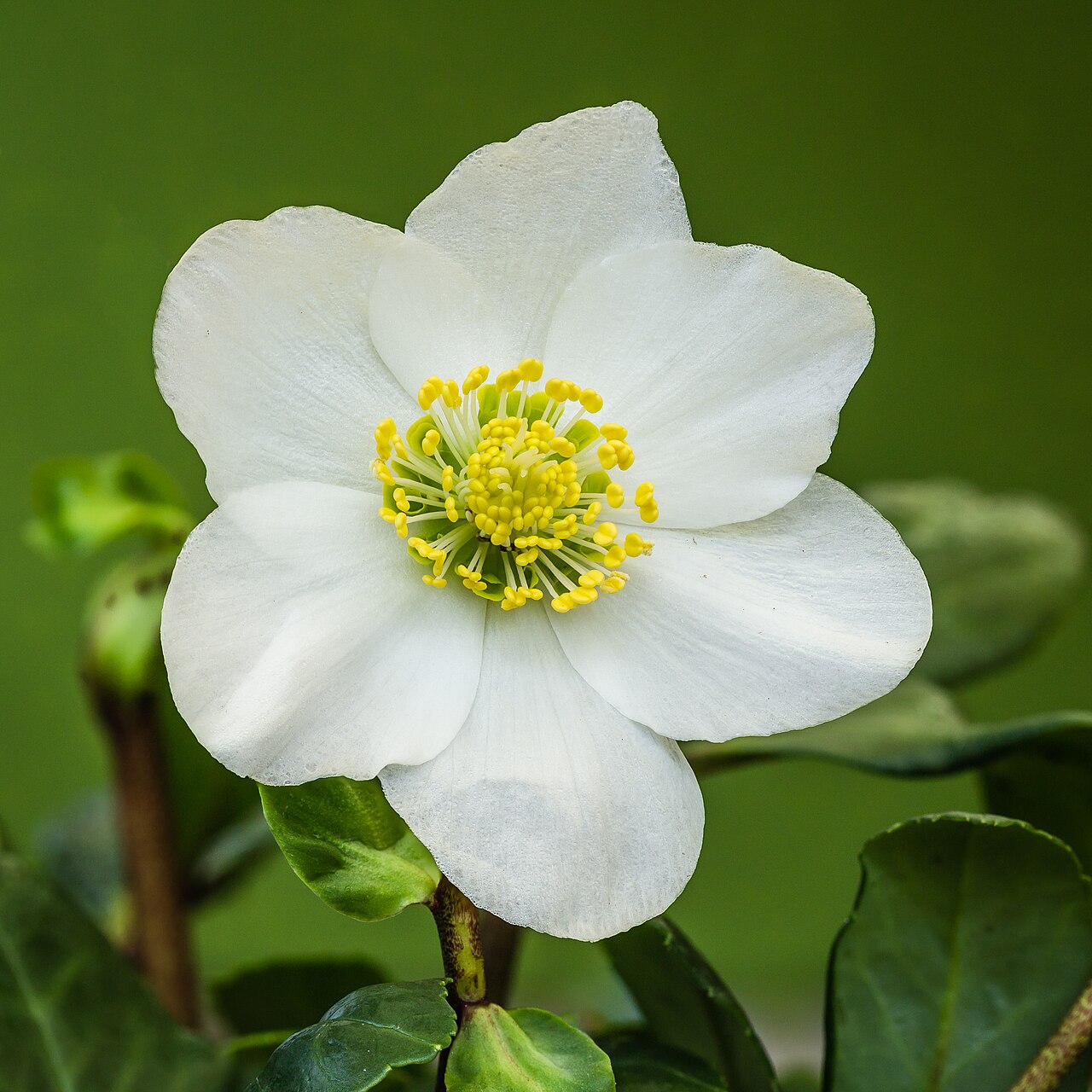 Starostlivosť o Helleborus niger a detail bielych kvetov