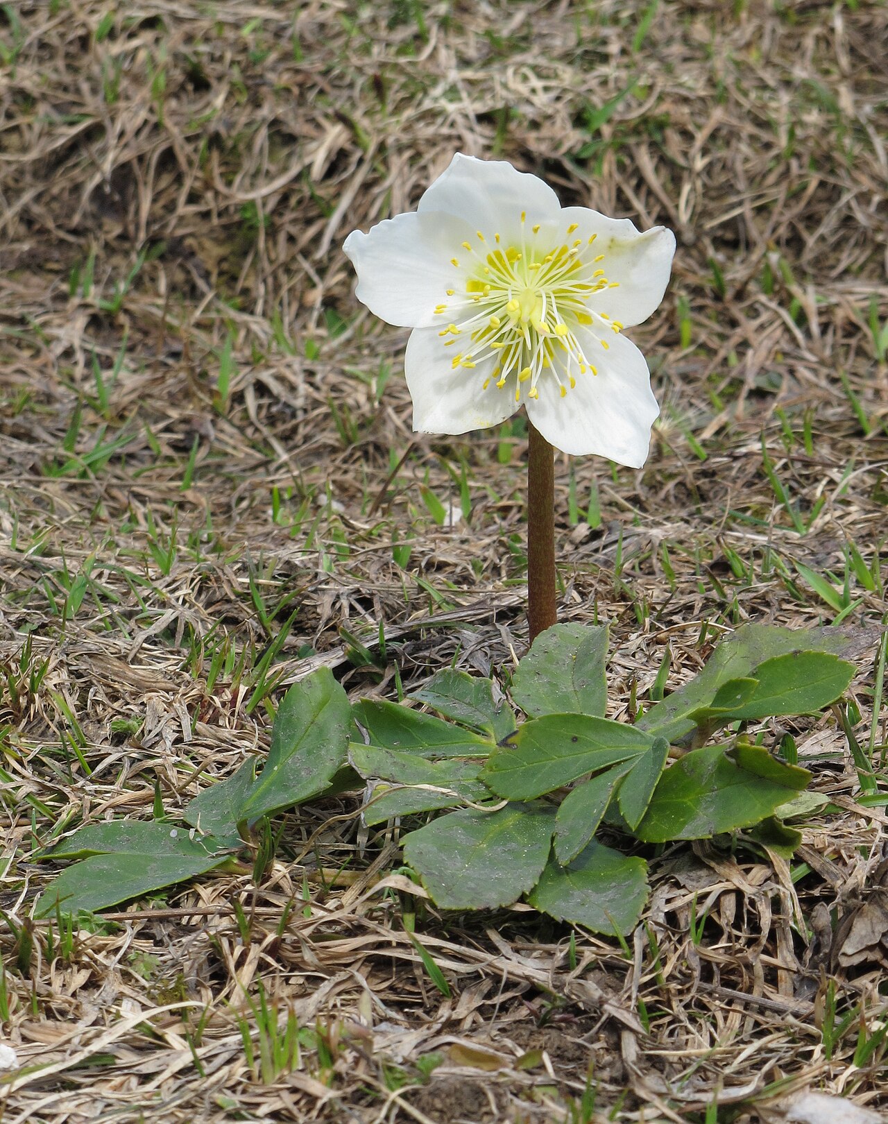 Helleborus niger s tmavozelenými listami v záhone