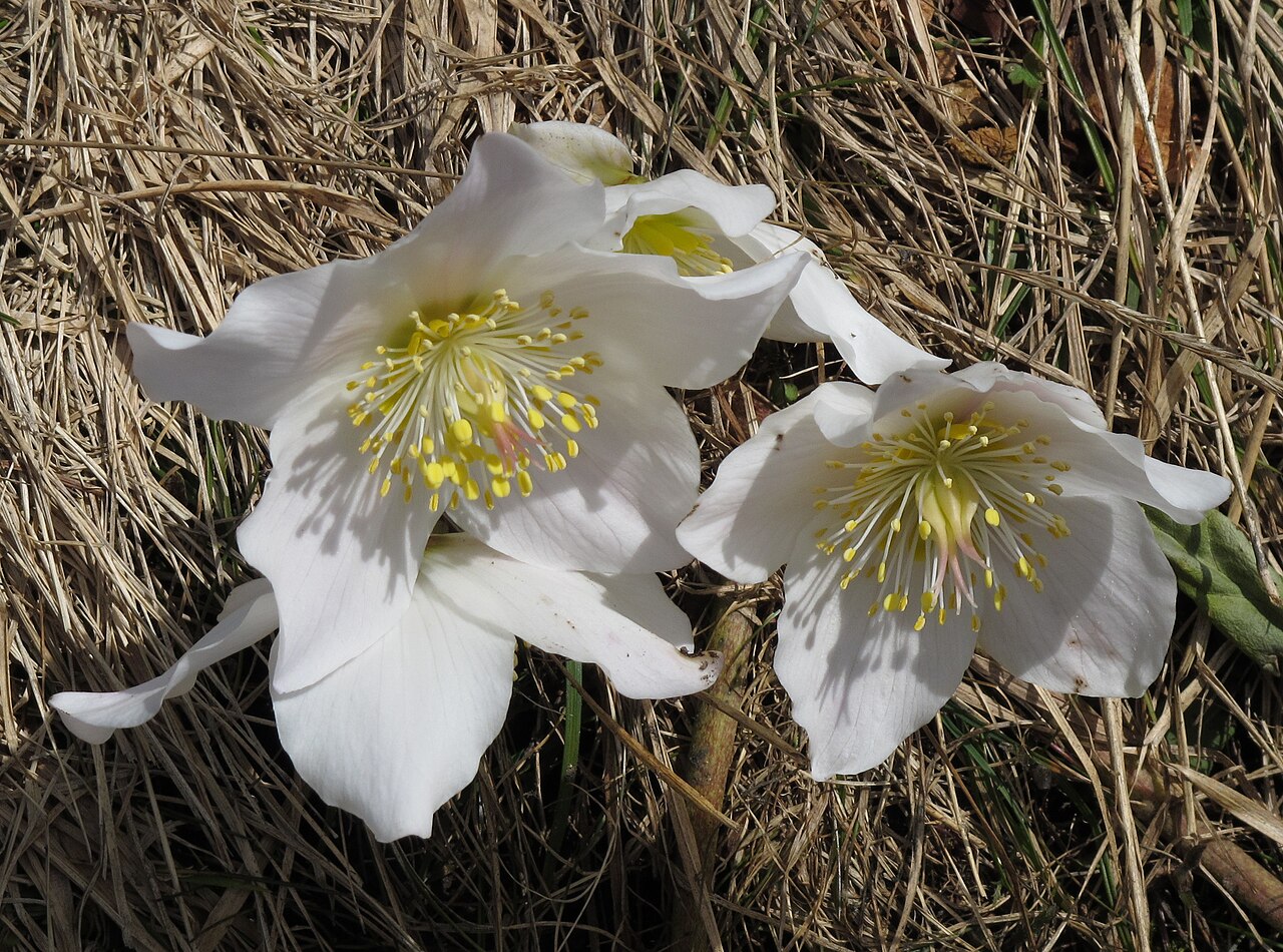 Detail kvetu Helleborus niger počas zimného kvitnutia