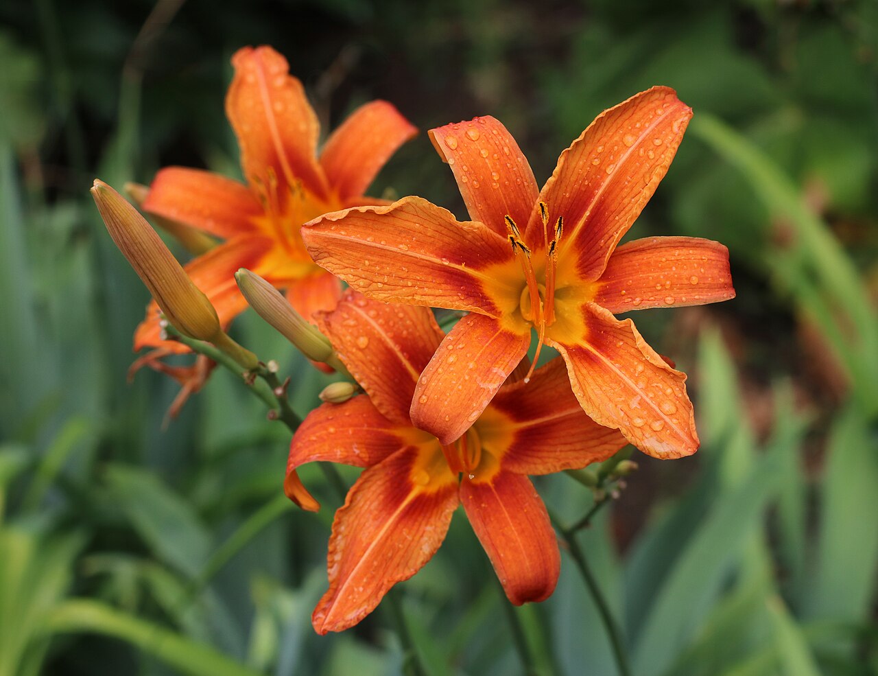 Starostlivosť o Hemerocallis fulva a detail oranžového kvetu
