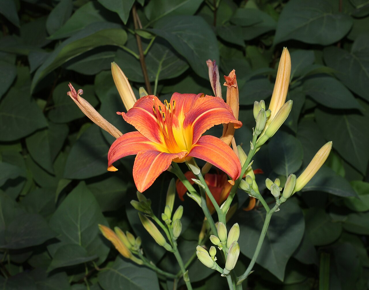 Hemerocallis fulva v záhone počas kvitnutia