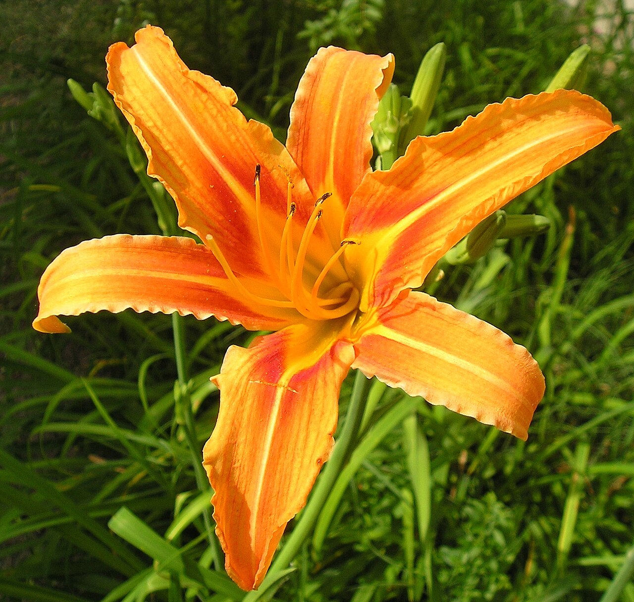 Trs Hemerocallis fulva s dlhými zelenými listami