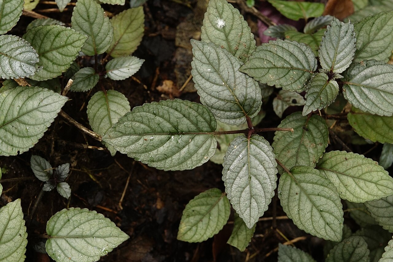 Starostlivosť o Hemigraphis alternata a detail dekoratívnych listov