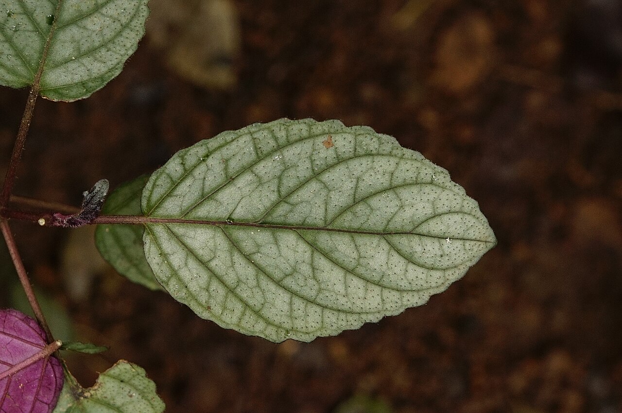 Hemigraphis alternata v závesnom kvetináči s previsnutými výhonkami